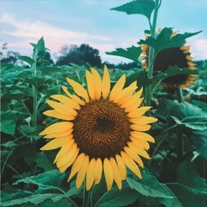 Blackmilk high waisted pants